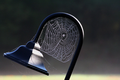 Spider's circular web