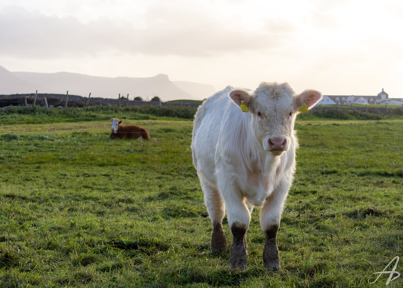 Cow in Ireland, Irish Cattle