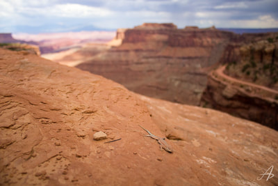 Side-Blotched Lizard in Canyonlands National Park
