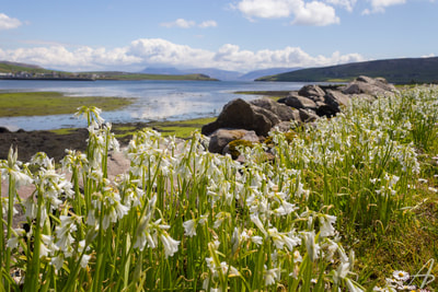 White flowers along the water in Dingle, Ireland