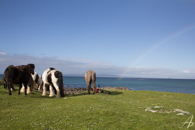 Wild horses and a rainbow in Ireland
