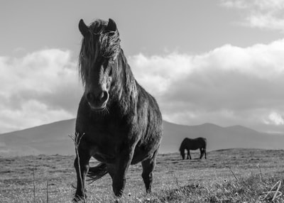 Wild horse in black and white in Ireland