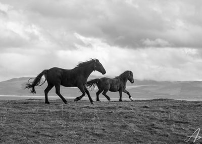 Two horses galloping around a field in Ireland