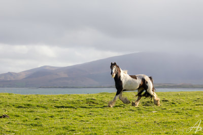 A wild horse trotting through a field in Ireland