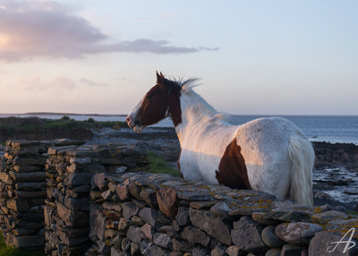 Wild horse along a rock wall at sunset in Ireland