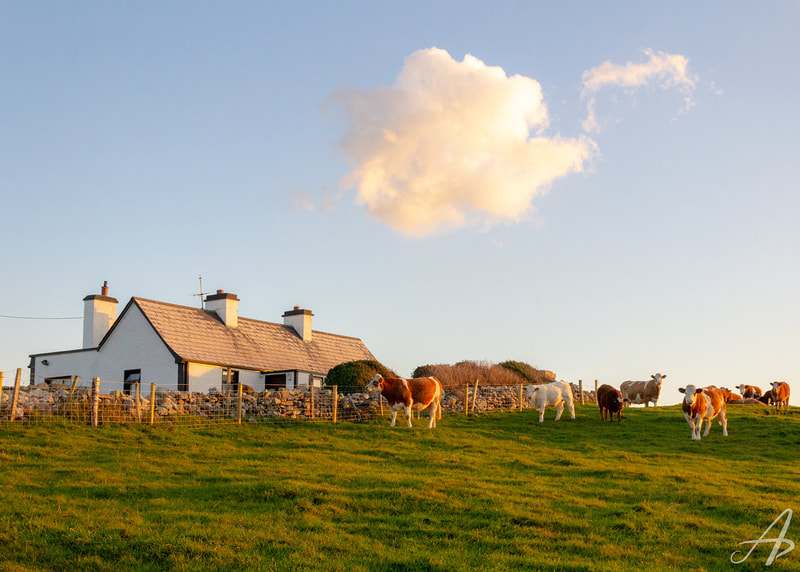 Cows of County Sligo, Ireland