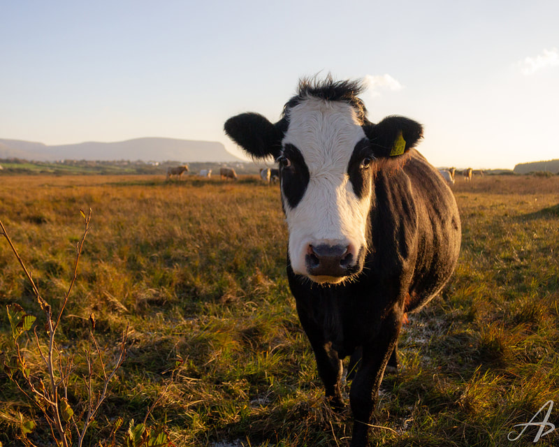 Cow in Ireland, Irish Cattle