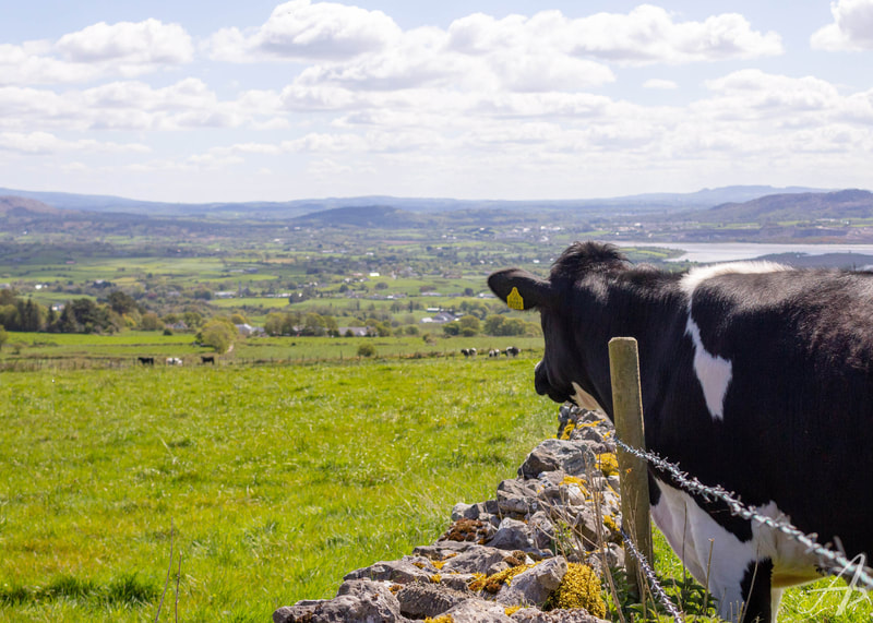 Cow enjoying the view of Sligo town