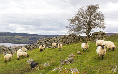 Irish sheep in the Wicklow Mountains, Ireland