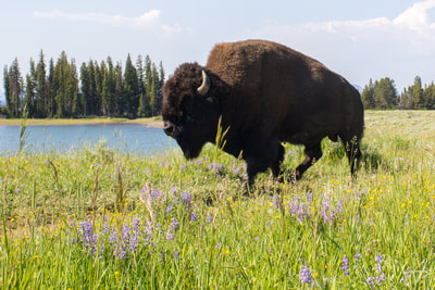 Bison roaming through wildflowers at Yellowstone National Park